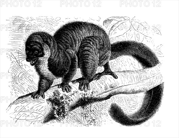 Mongoose lemur