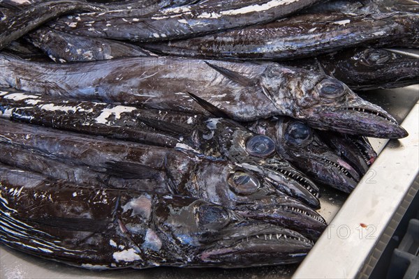 Black scabbardfish