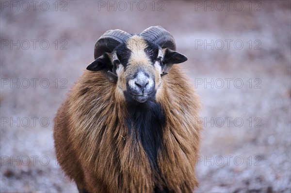 Portrait of a Cameroon sheep