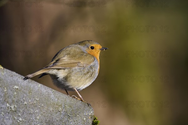 European robin