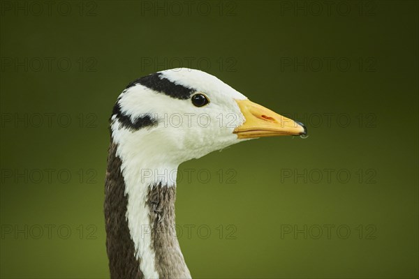 Bar-headed goose