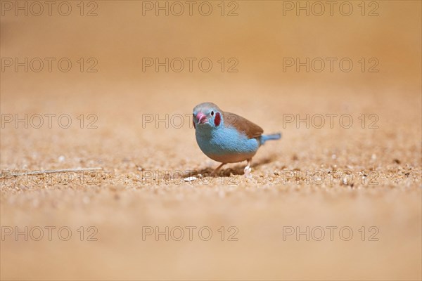 Red-cheeked cordonbleu