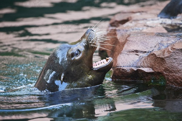 California sea lion