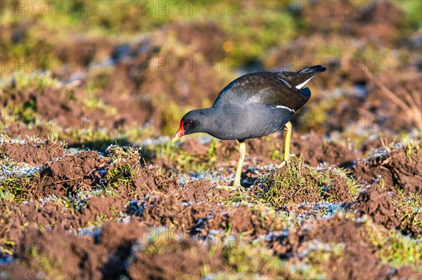 Common Moorhen