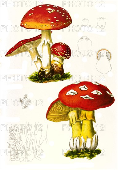 Fly Agaric