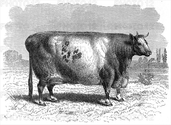 Domestic cattle