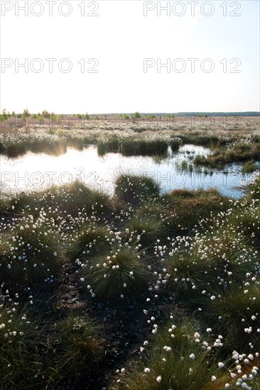 Hare's-tail cottongrass