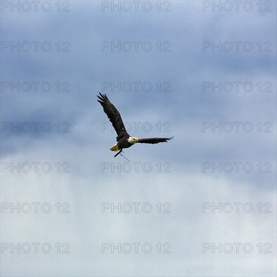 Bald eagle