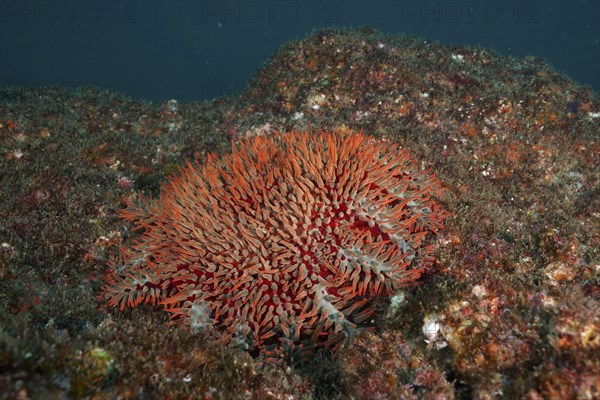 Crown-of-thorns starfish