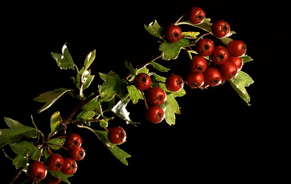 Fruits of the hawthorn