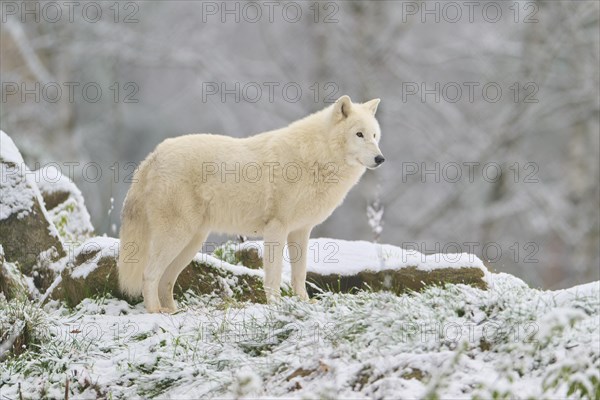 Arctic wolf