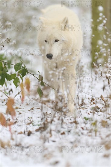 Arctic wolf