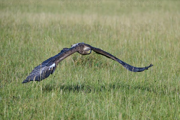 Steppe Eagle