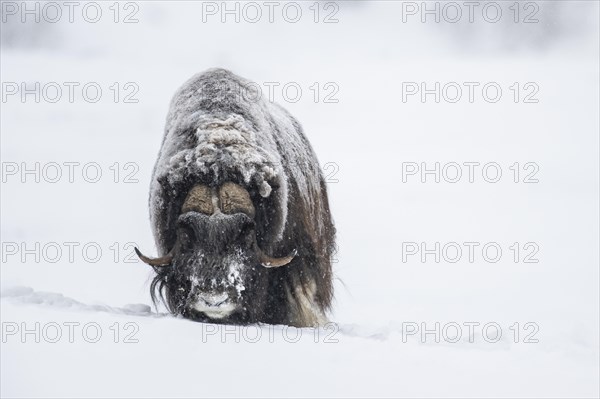 Musk ox