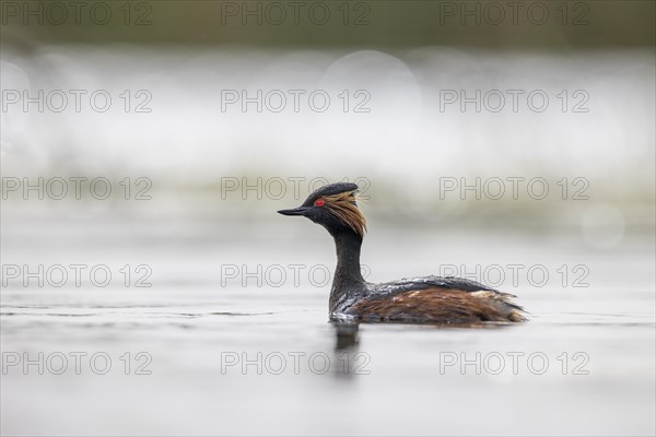 Black-necked Grebe