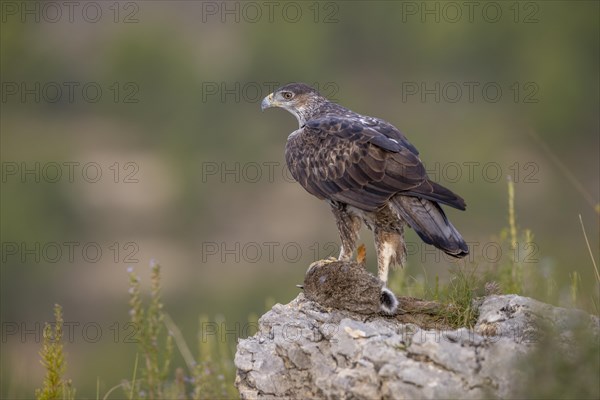 Bonellis eagle