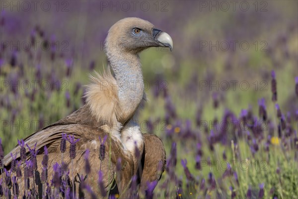 Griffon vulture