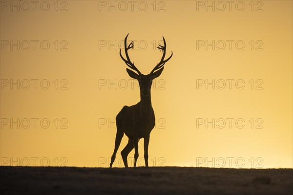 Red deer