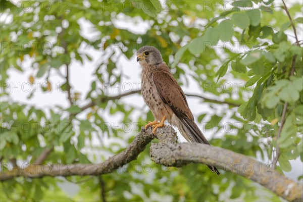 Common kestrel