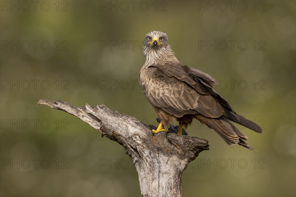 Black Kite