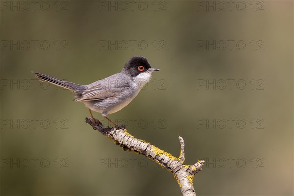 Sardinian warbler