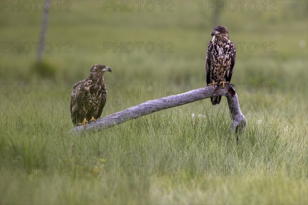 White-tailed eagle