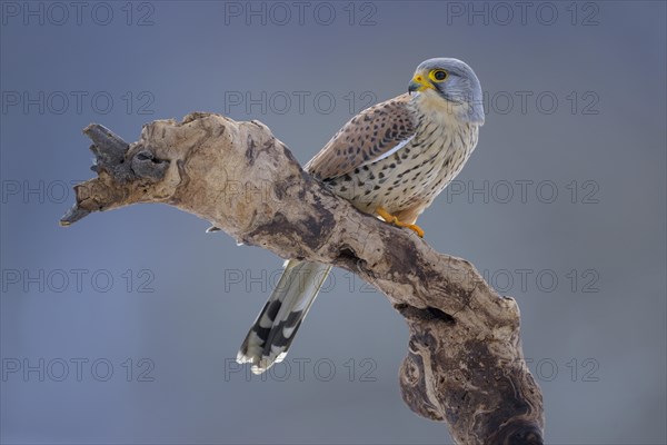 Common kestrel