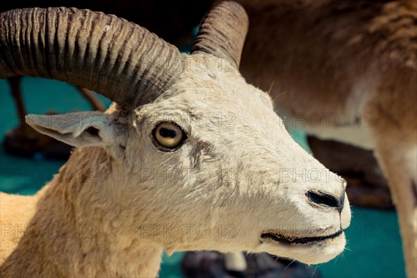 Wild brown mountain goat with two huge horns