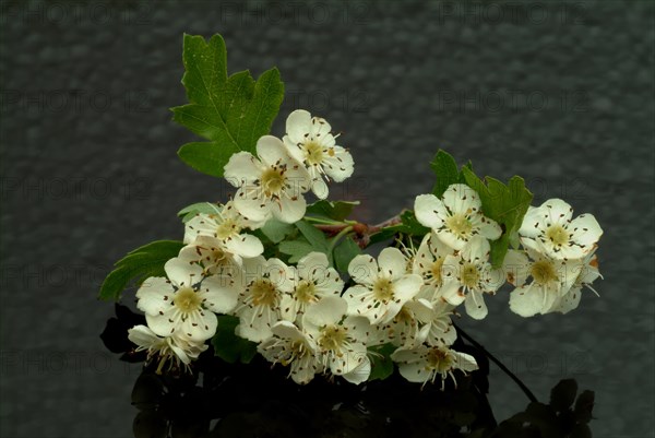 Medicinal plant hawthorn