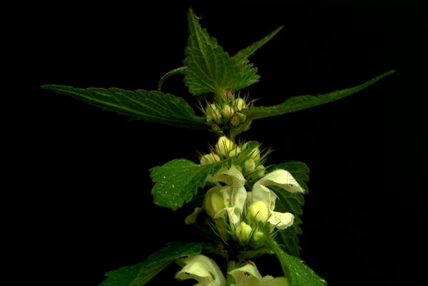 Medicinal plant White dead-nettle album