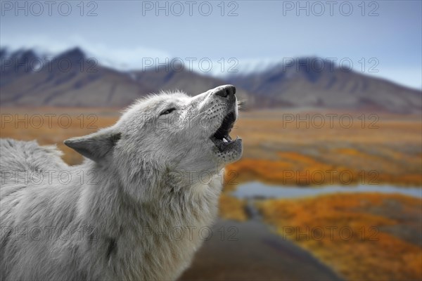 Close-up of white wolf howling on the tundra