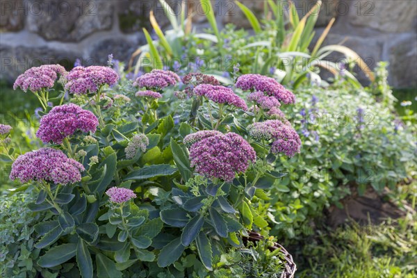 Showy stonecrop