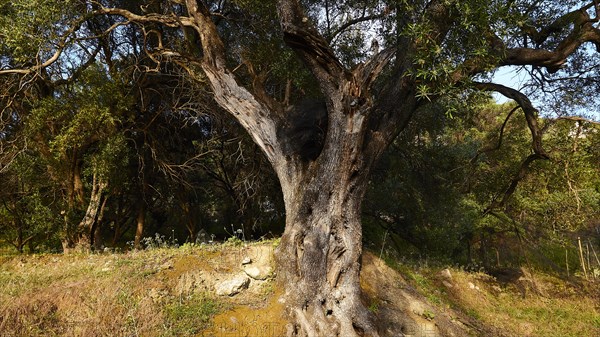 Old gnarled olive tree