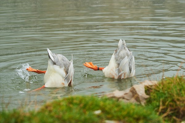 Domestic mallard