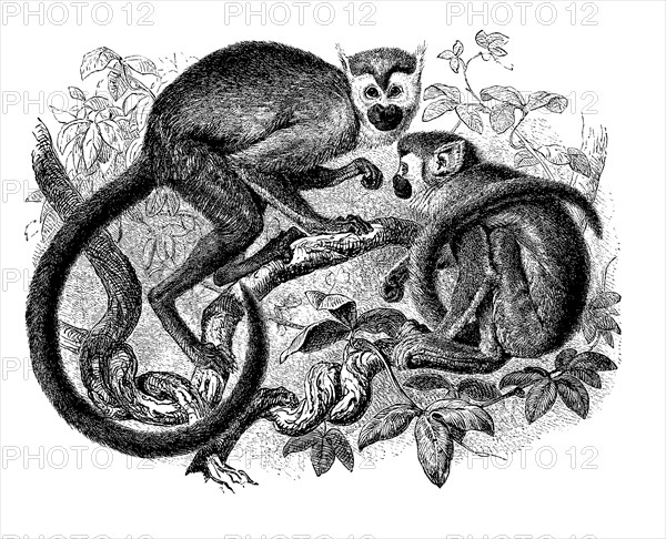 Common squirrel monkey