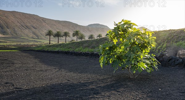 Winegrowing area in La Geria