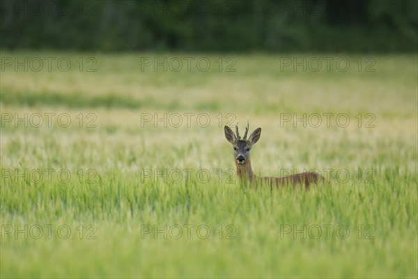 Roe deer