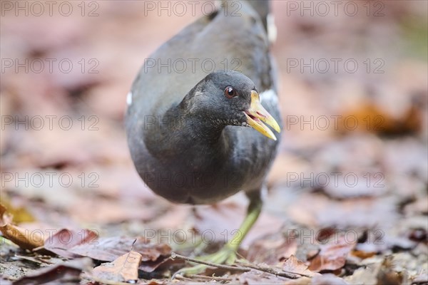 Common moorhen