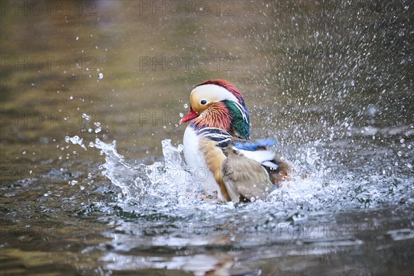Mandarin duck