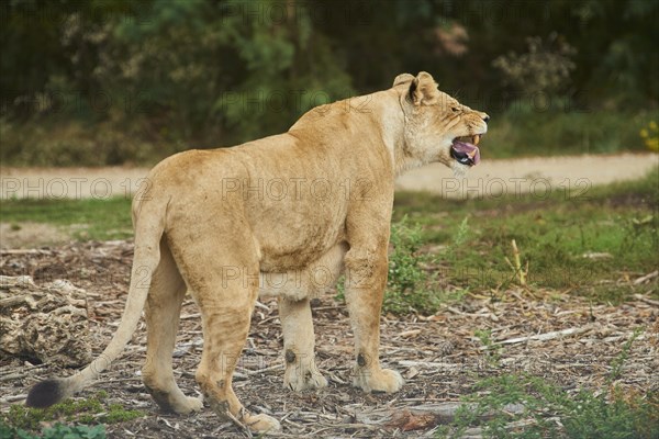 Female Lion