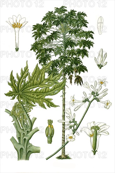 Medicinal plant