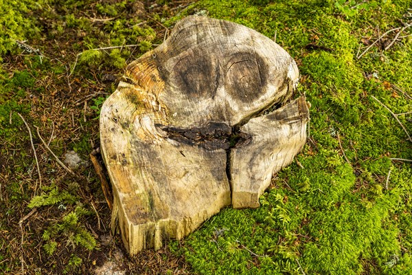 A tree slice with a face with two eyes and a laughing mouth