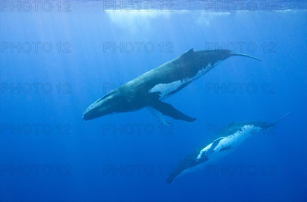 Humpback whales