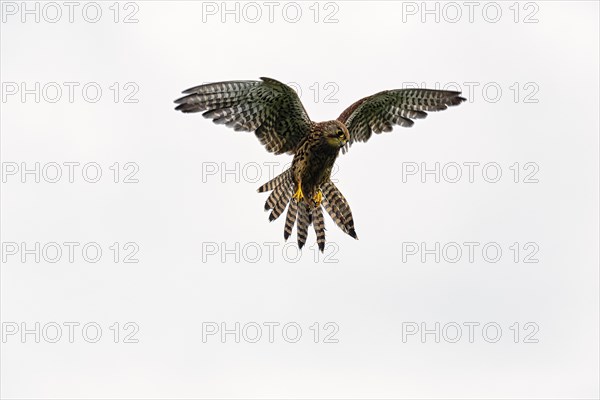 Common kestrel