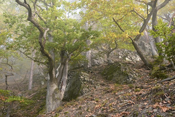 Gnarled oak trees