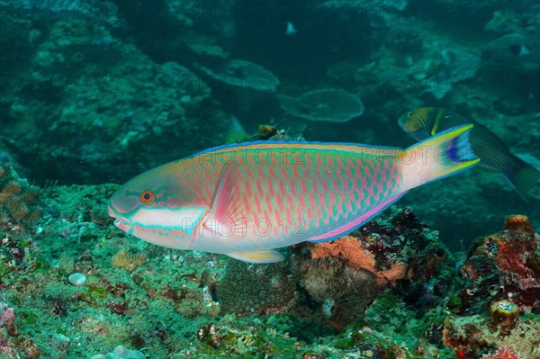 Blue Moon Parrotfish