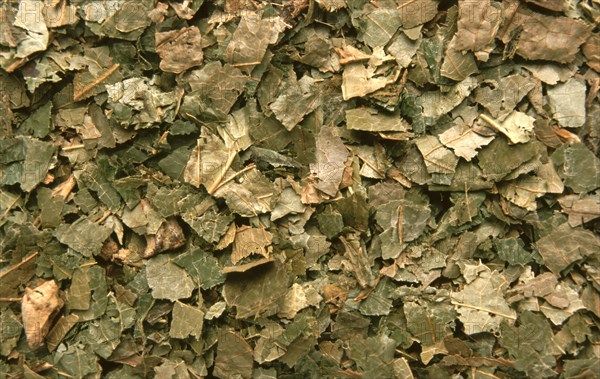 Dried witch hazel leaves virginiana