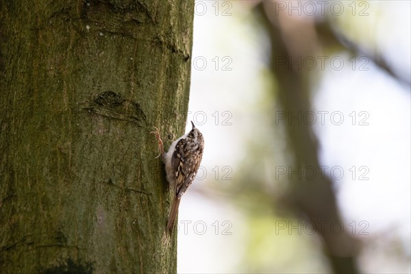 Eurasian treecreeper