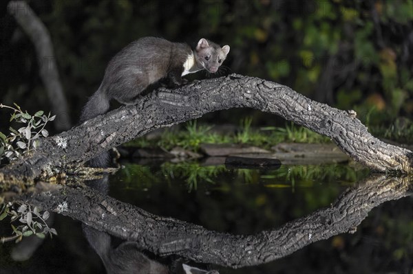 Beech marten