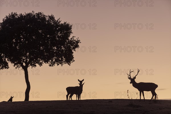 Red deer